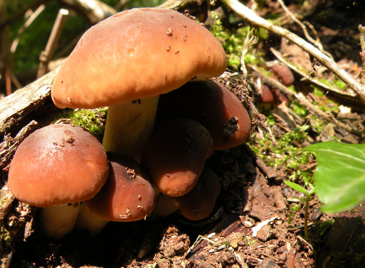 Pensavo fosse un Boletus...